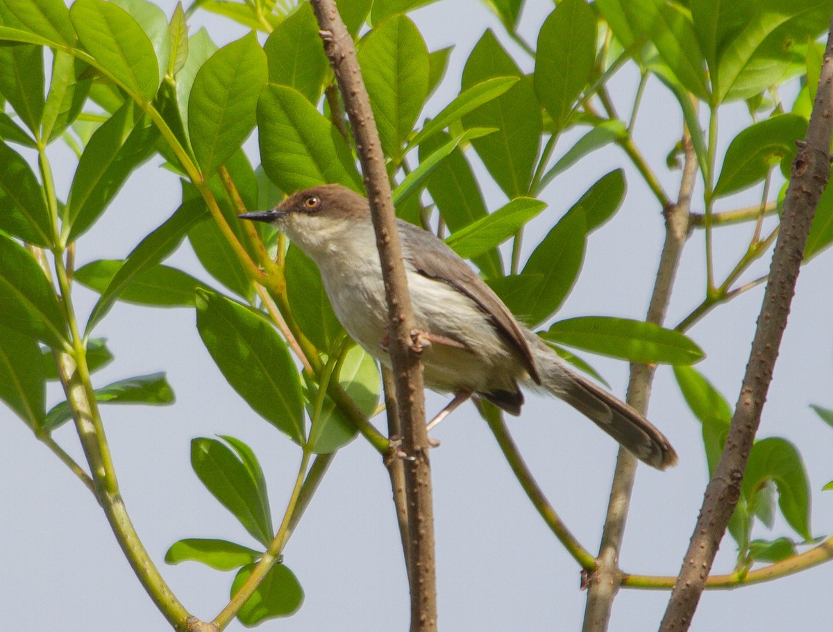 Brown-headed Apalis - ML460592311