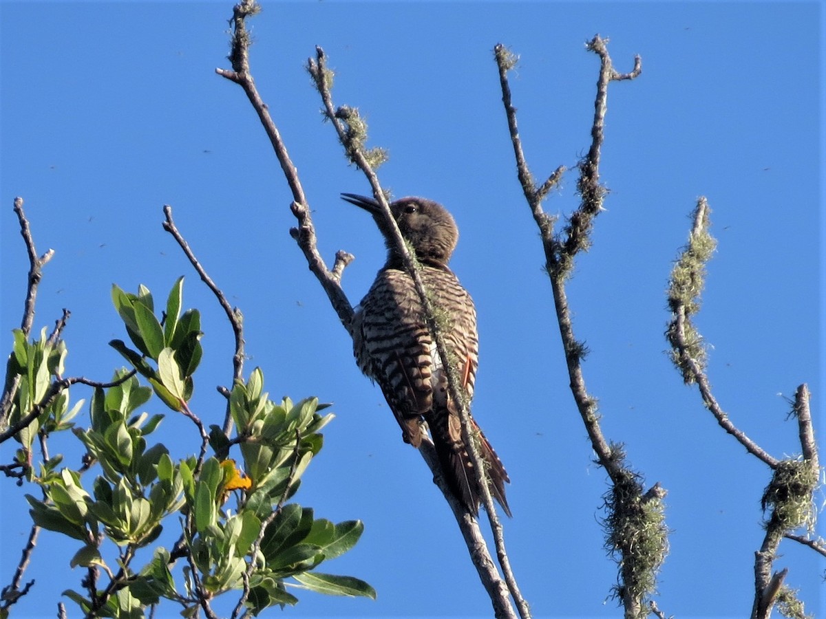Northern Flicker (Red-shafted) - ML460592391