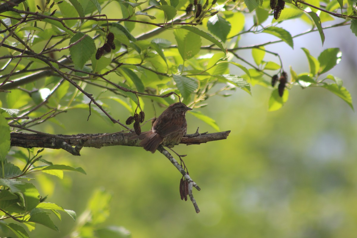 Song Sparrow - ML460593121