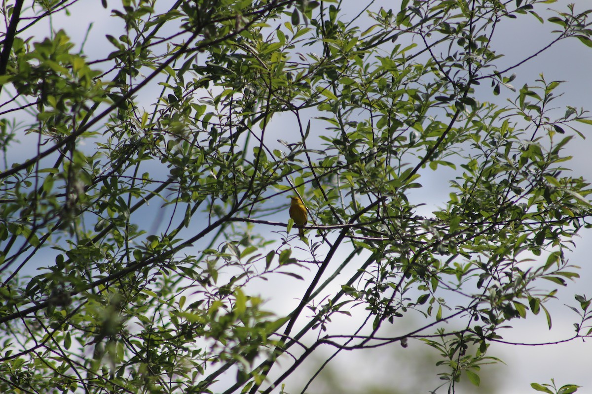 Yellow Warbler - ML460593411