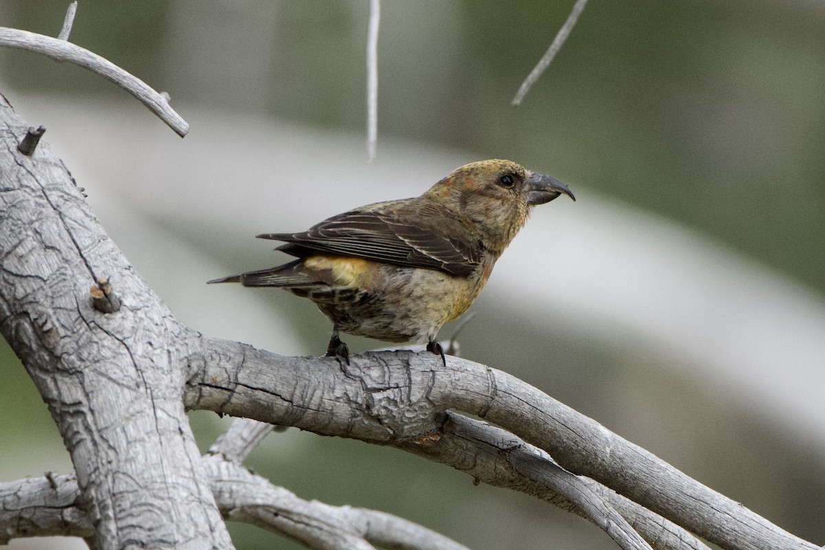 Red Crossbill - ML460593451