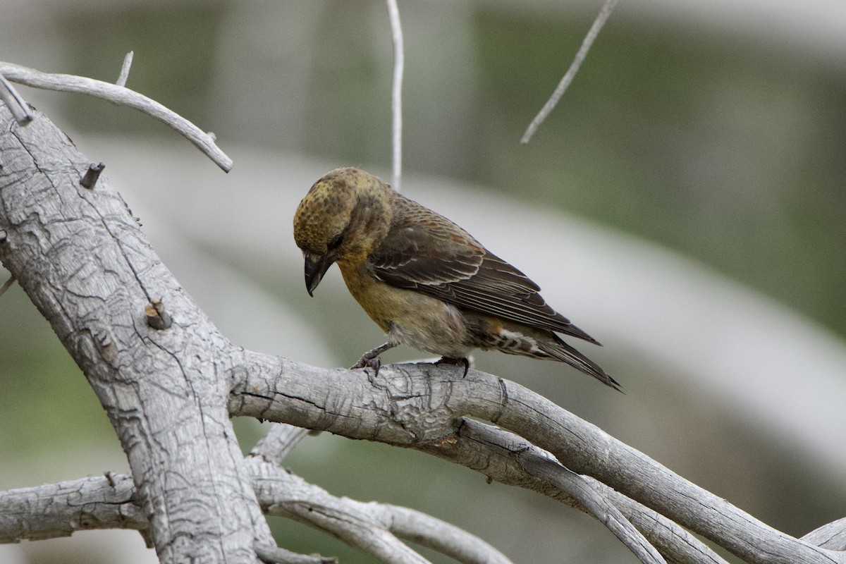 Red Crossbill - ML460593471