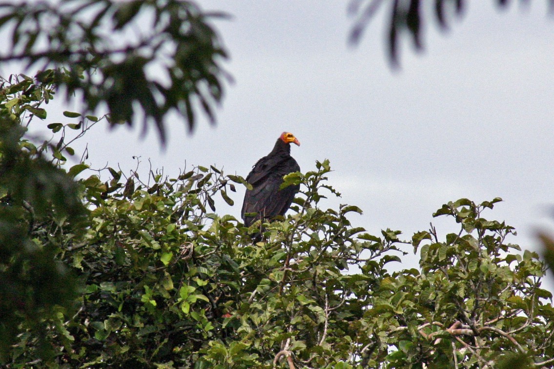 Greater Yellow-headed Vulture - ML460593531