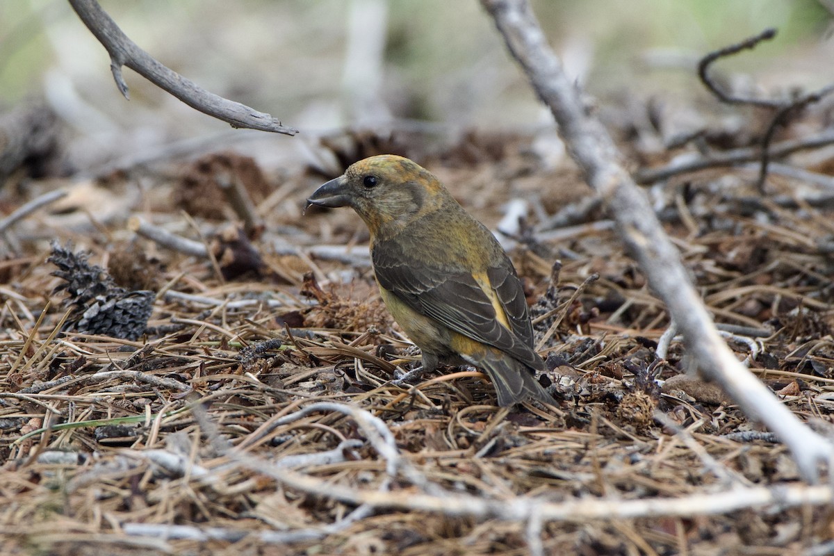 Red Crossbill - ML460593571