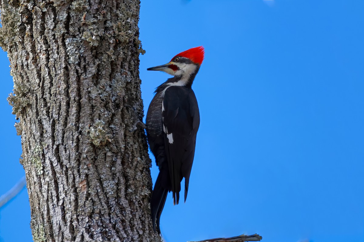 Pileated Woodpecker - Yuxuan Lyu