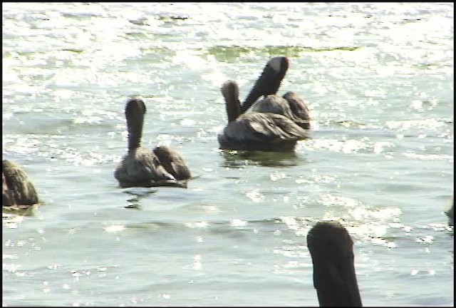 Brown Pelican - ML460594