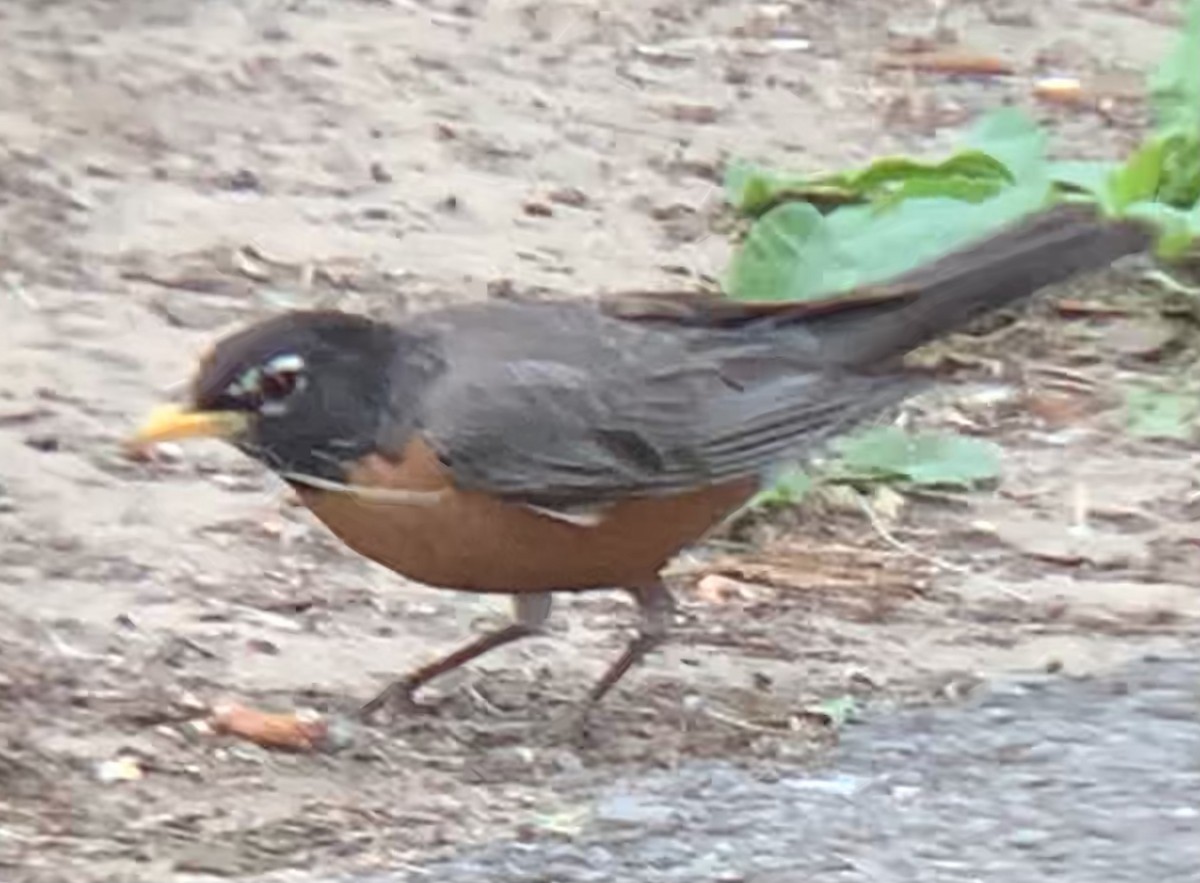 American Robin - ML460594131