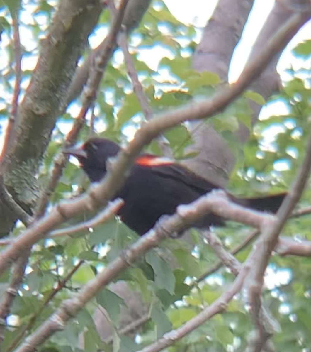 Red-winged Blackbird - Richard Zapfel