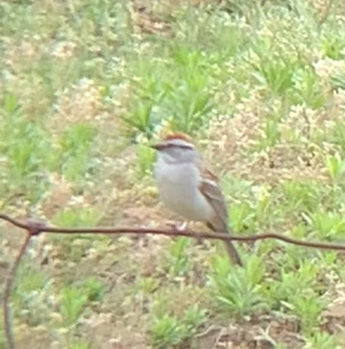 Chipping Sparrow - ML460594301