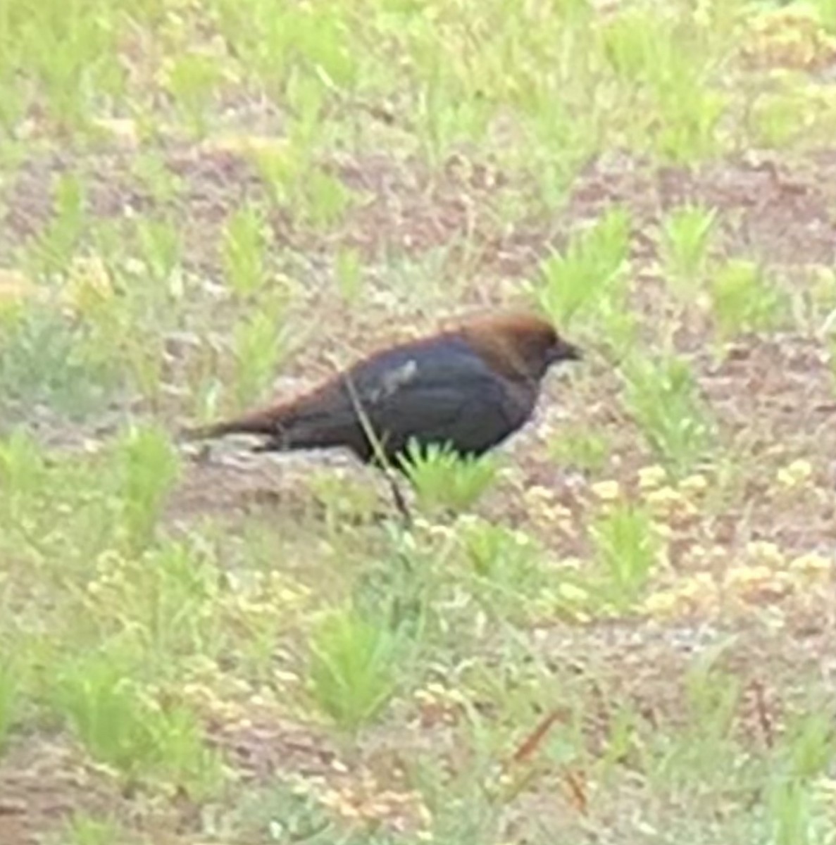 Brown-headed Cowbird - ML460594531