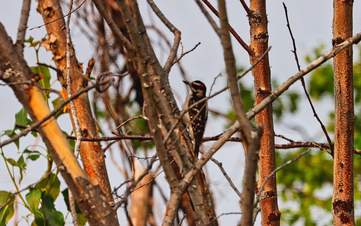 Hairy Woodpecker (Eastern) - Douglas Hall