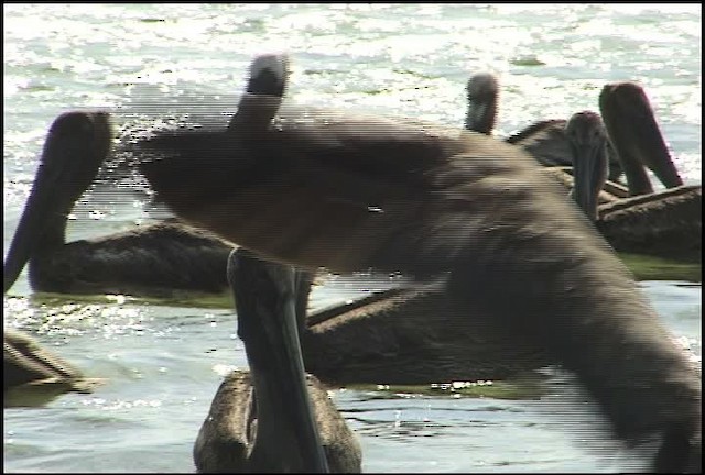 Brown Pelican - ML460595