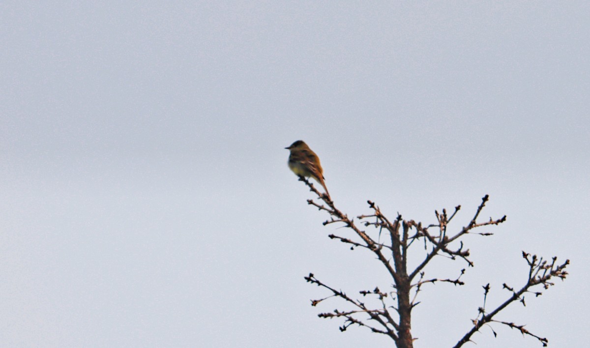 Olive-sided Flycatcher - ML460595031