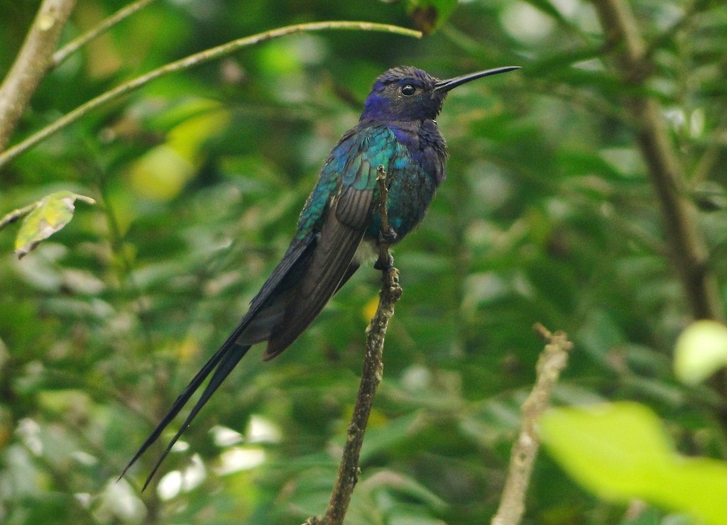 Swallow-tailed Hummingbird - ML46059531