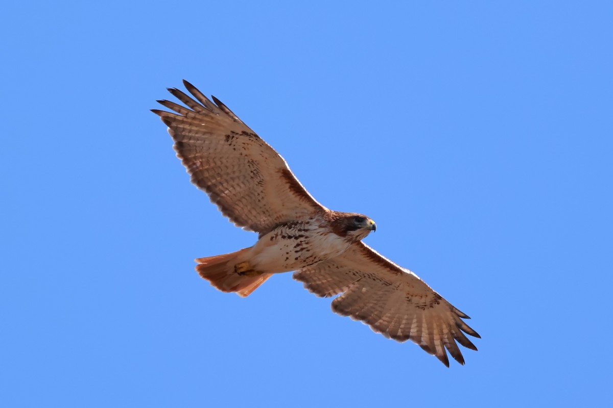 Red-tailed Hawk - Yuxuan Lyu