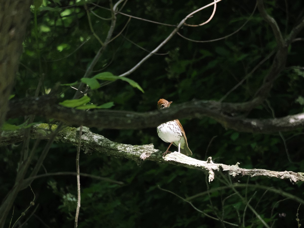 Wood Thrush - ML460595841