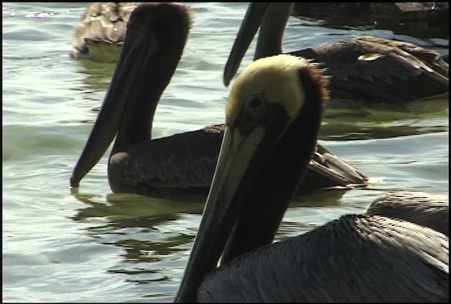 Brown Pelican - ML460596