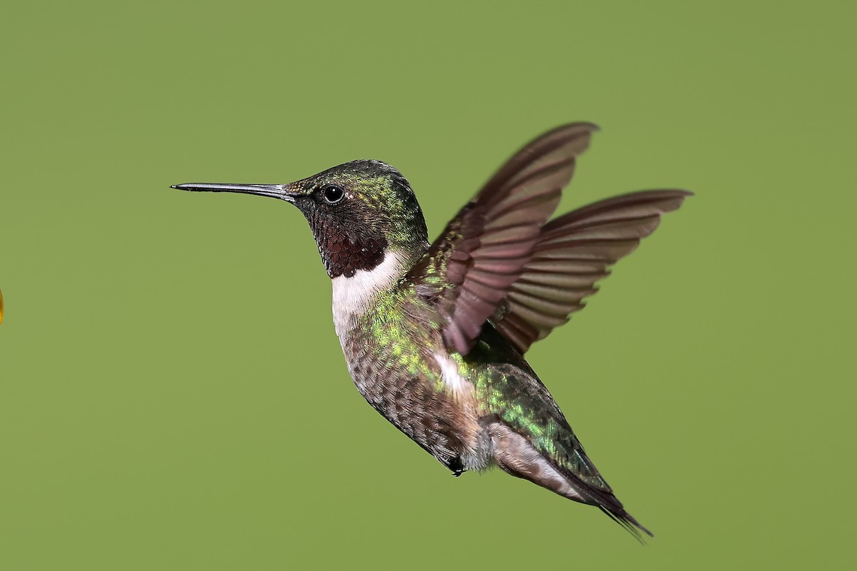 Ruby-throated Hummingbird - Yuxuan Lyu