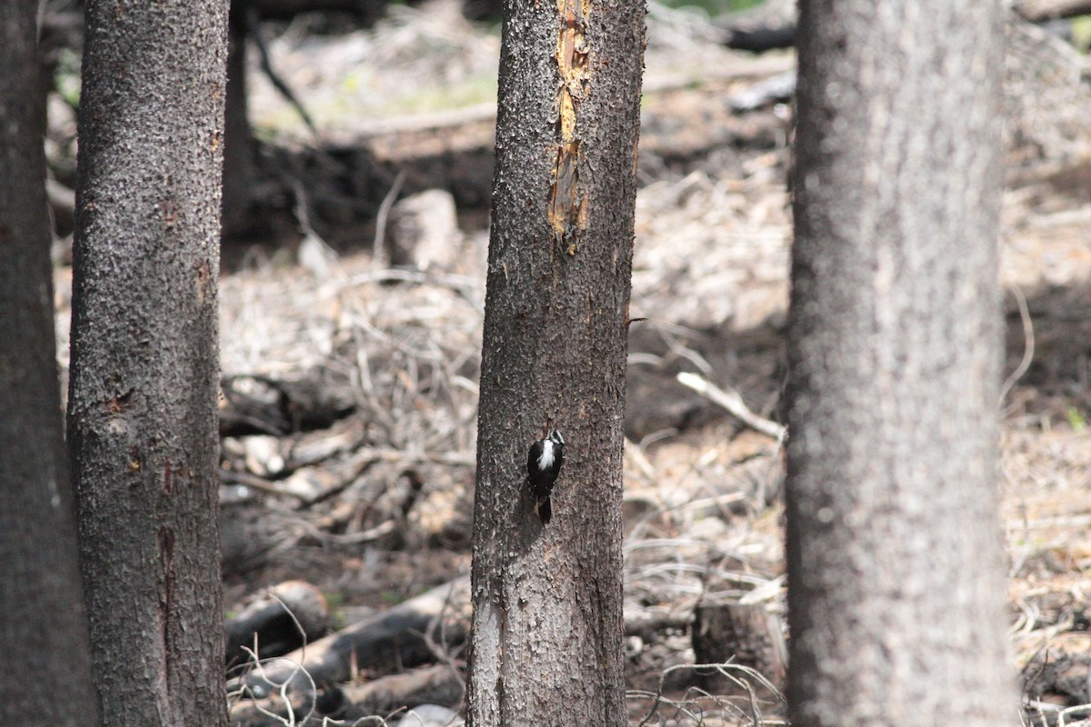 Hairy Woodpecker - ML460596761