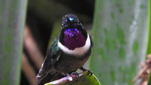 Amethyst-throated Sunangel - ML460597291