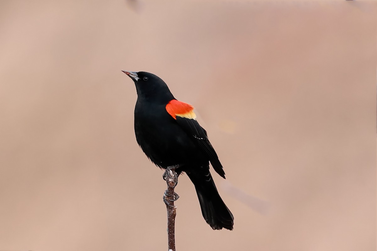 Red-winged Blackbird - Yuxuan Lyu