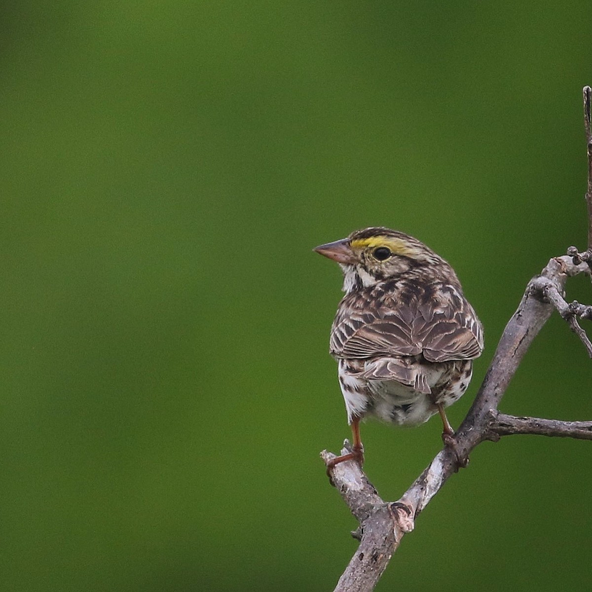 Savannah Sparrow (Savannah) - ML460597611