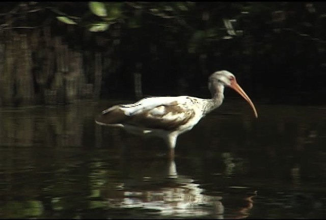 Ibis blanc - ML460598