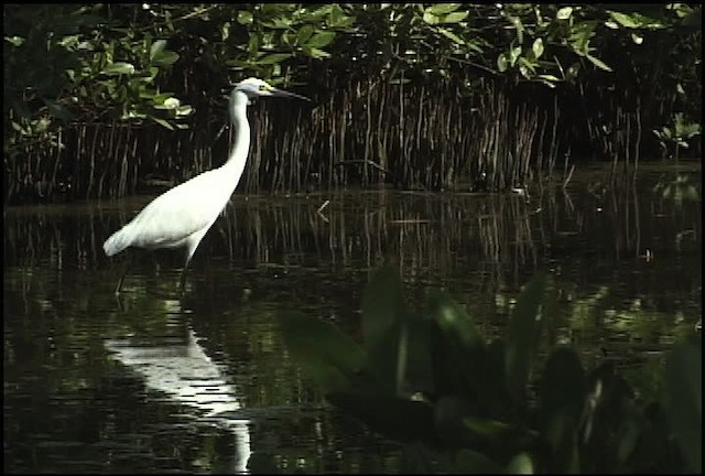 Snowy Egret - ML460599