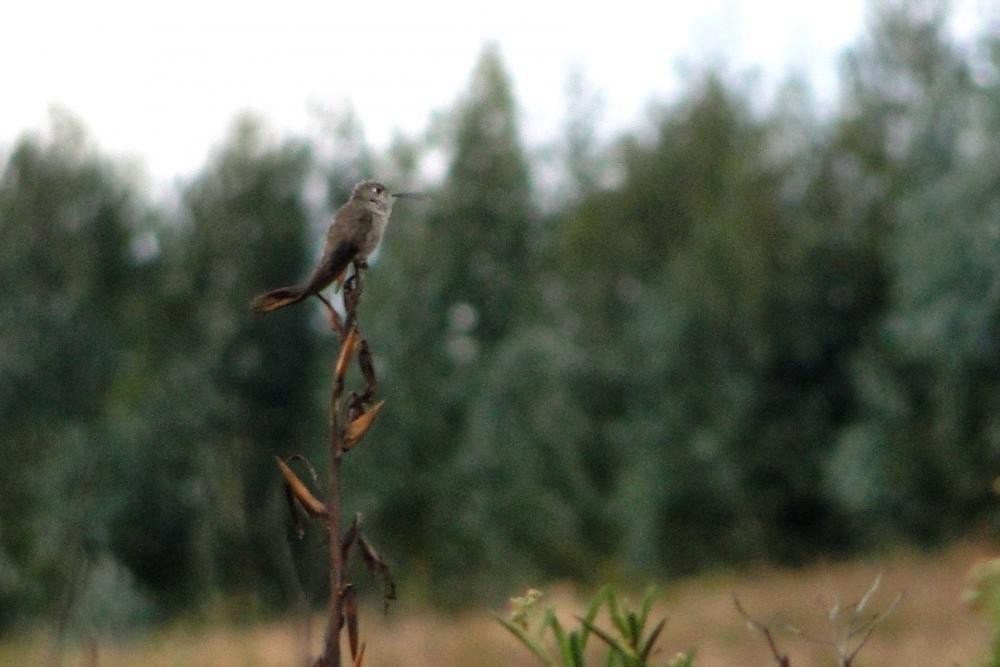 Spot-throated Hummingbird - ML46059931