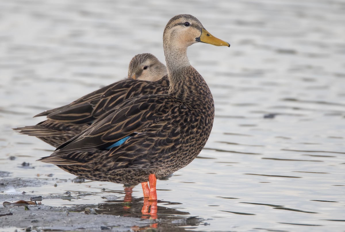 Mottled Duck - ML460599591