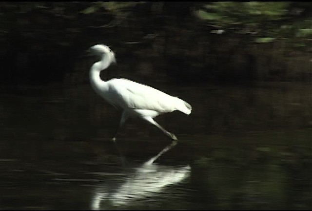 Aigrette neigeuse - ML460600