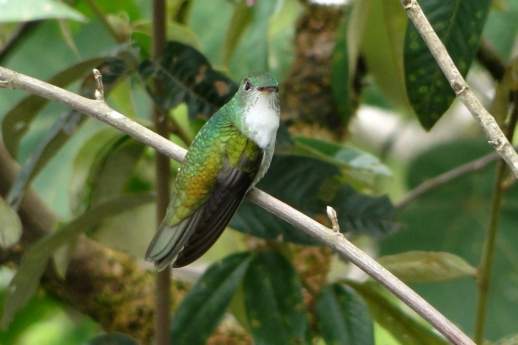 White-bellied Hummingbird - Carlos Otávio Gussoni