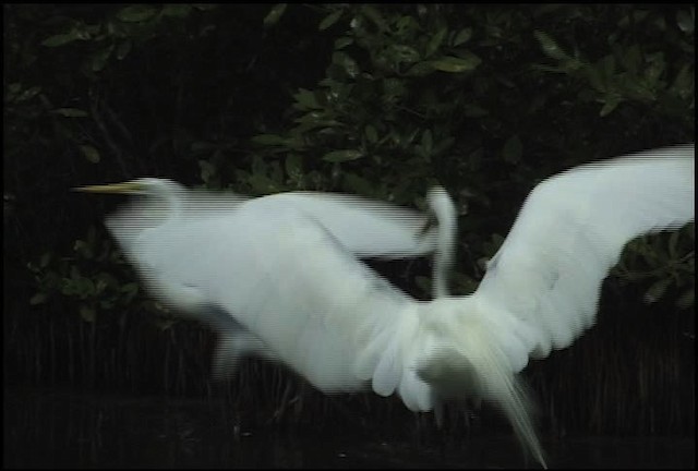 Great Egret (American) - ML460601