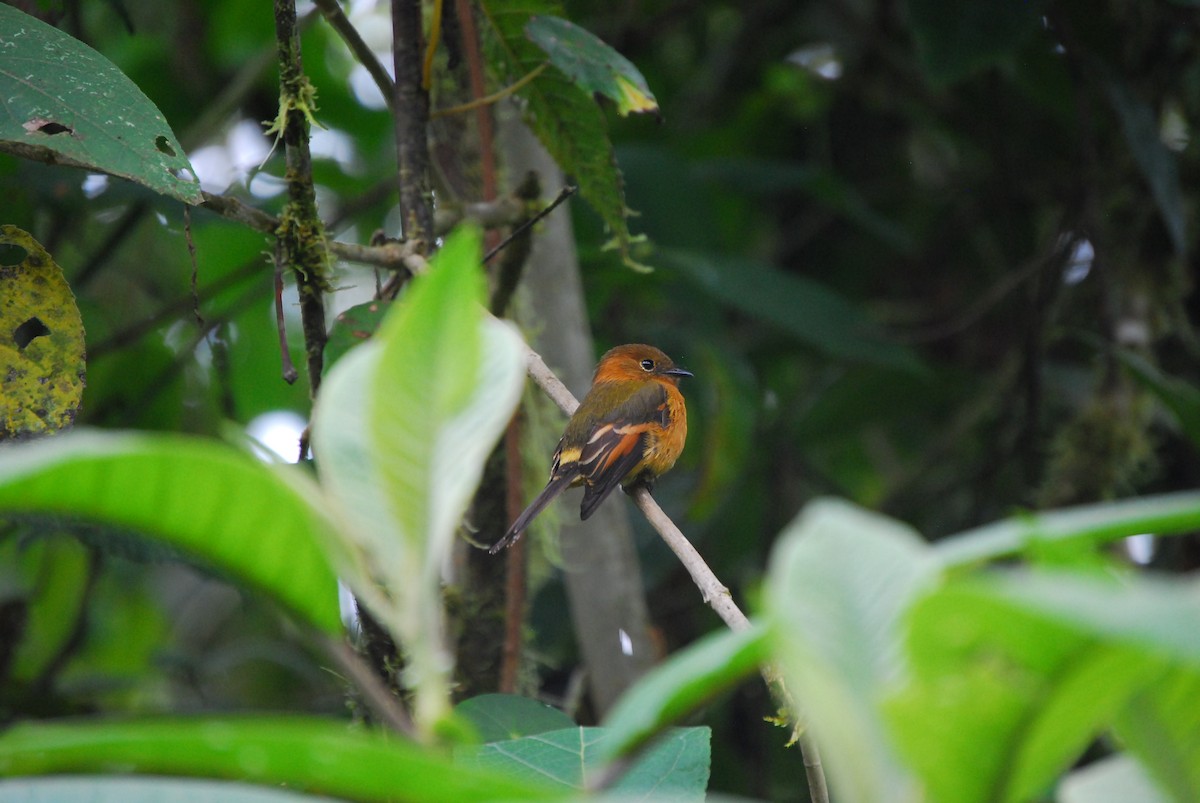 Cinnamon Flycatcher - ML460601501