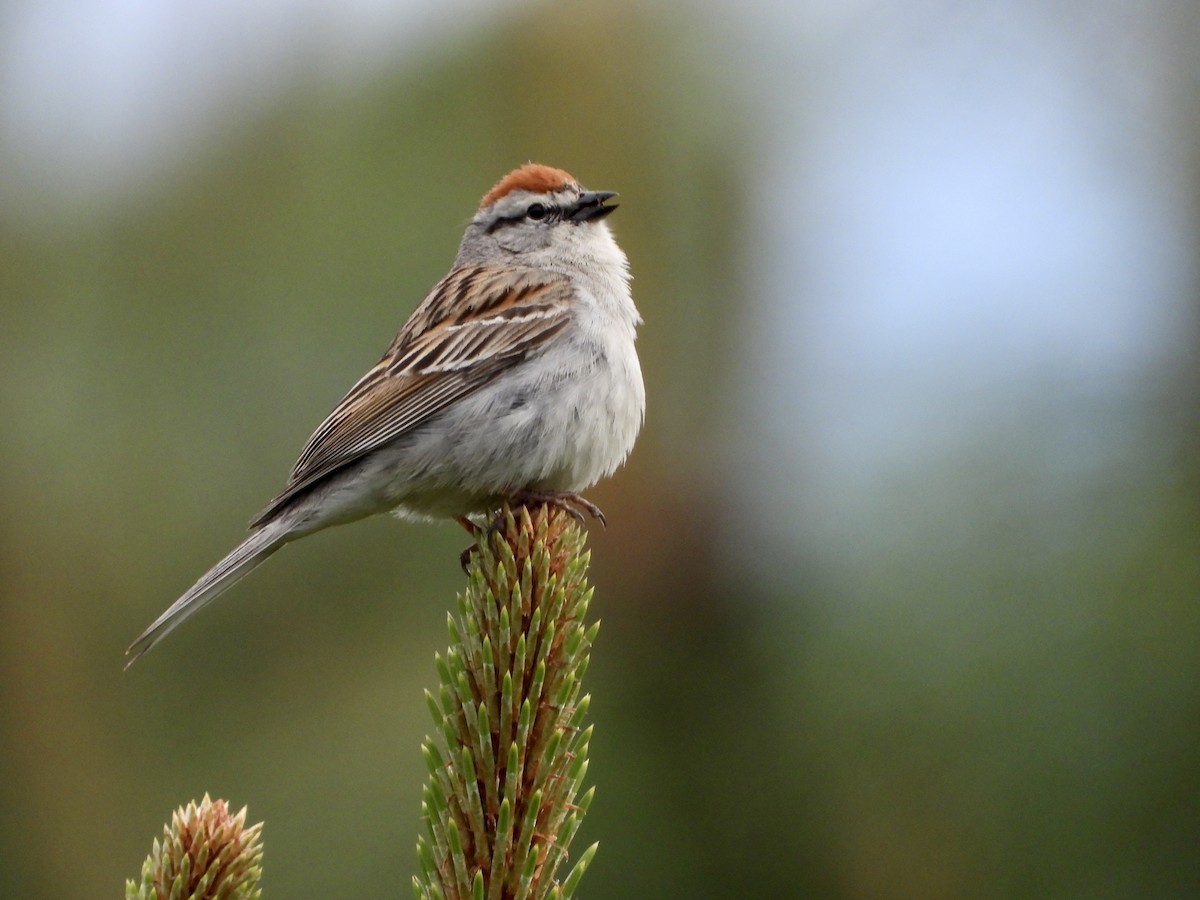 Chipping Sparrow - ML460604051