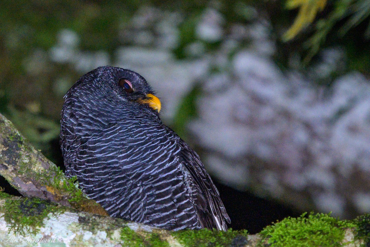 Black-banded Owl - ML460604751