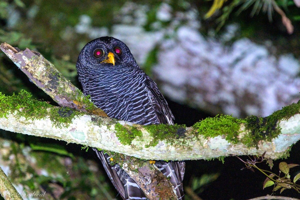 Black-banded Owl - ML460604811