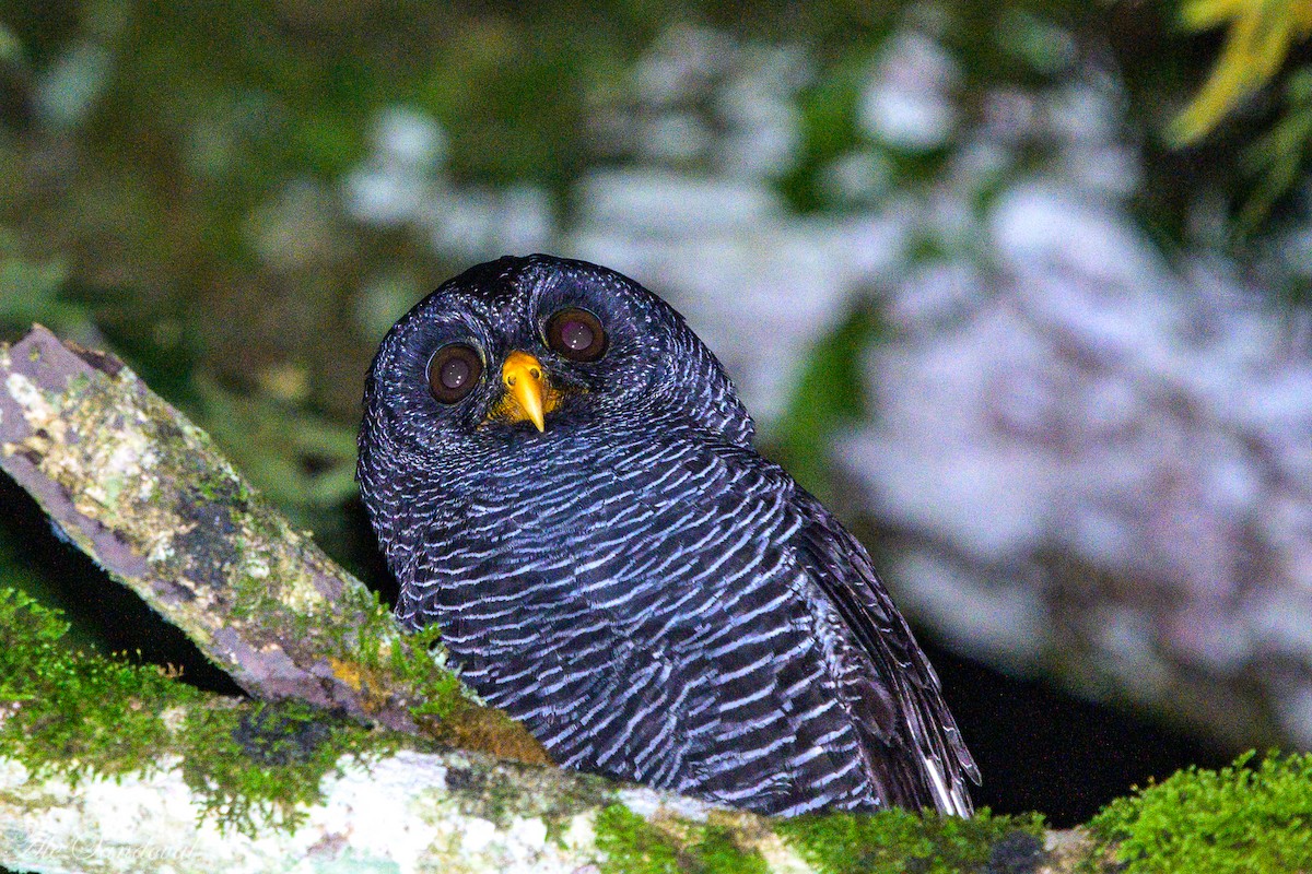 Black-banded Owl - ML460604821