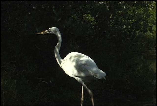 Grand Héron (occidentalis) - ML460605