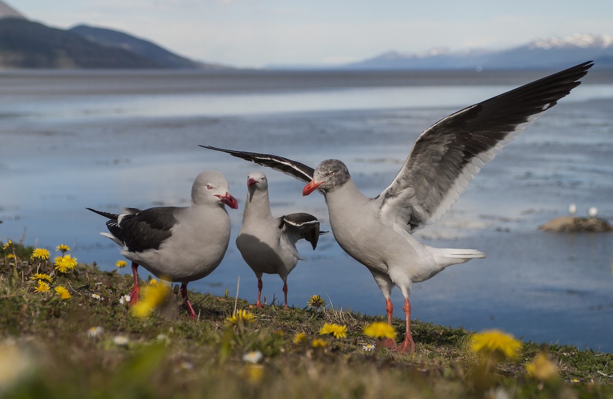 Dolphin Gull - Dominic Garcia-Hall