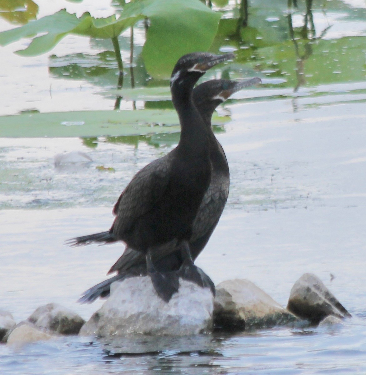 Neotropic Cormorant - ML460605601