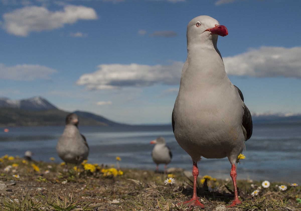 Dolphin Gull - ML46060571