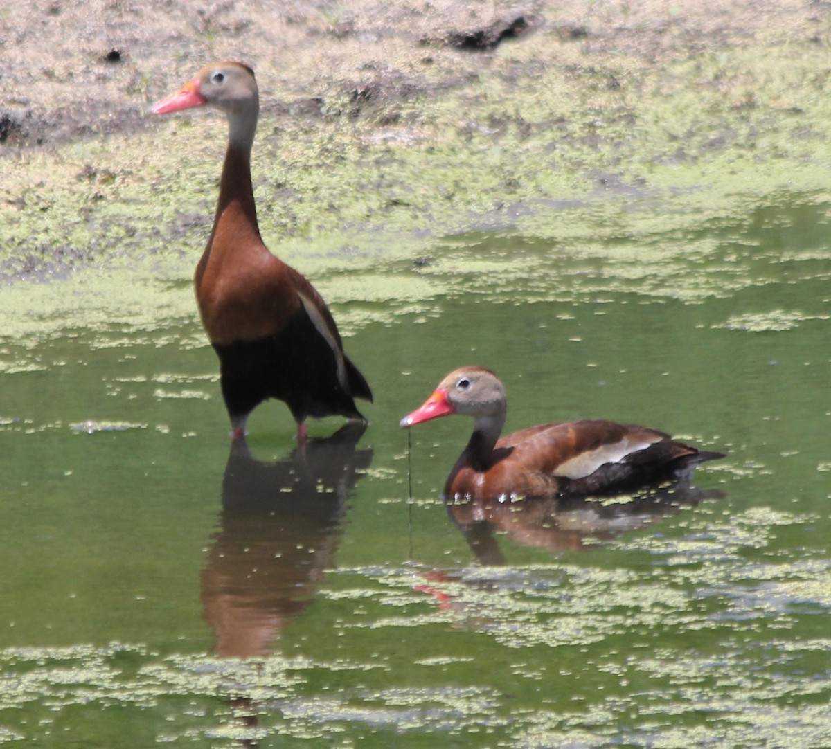 Black-bellied Whistling-Duck - David Brotherton, cc