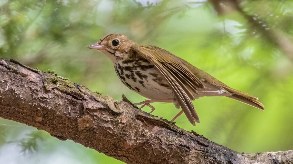 Ovenbird - ML460606731