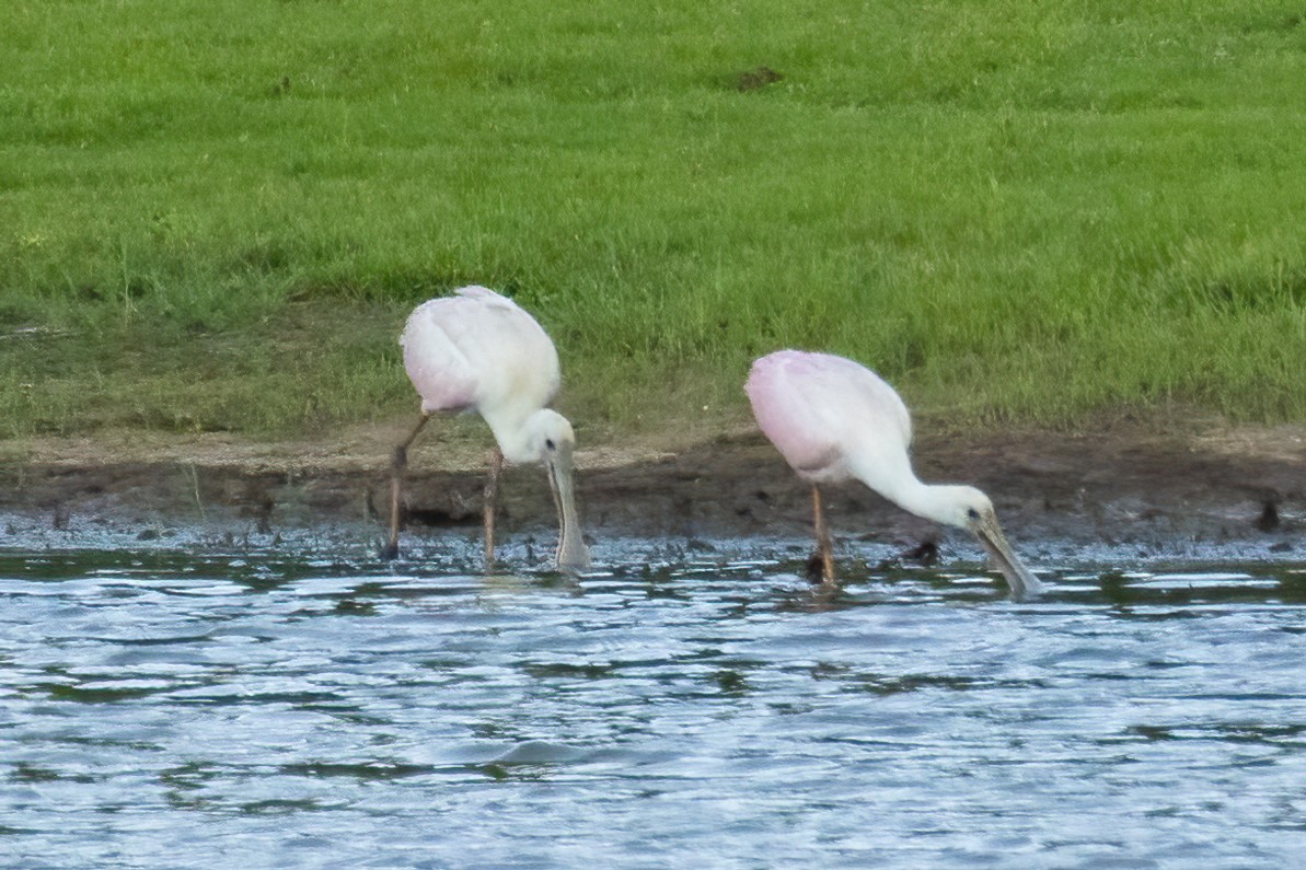 Roseate Spoonbill - ML460606931
