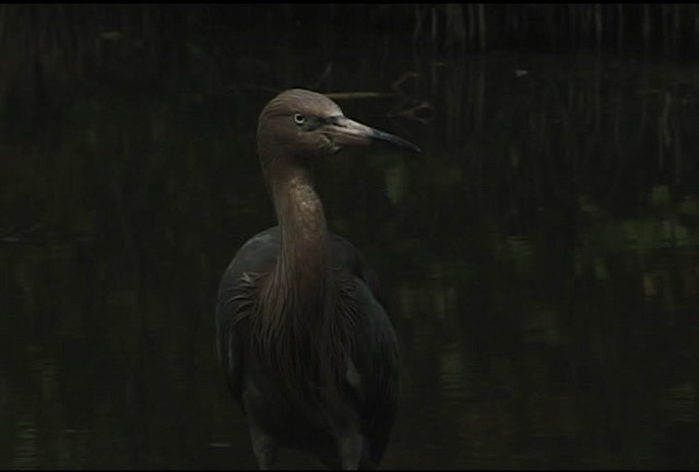 Reddish Egret - ML460607