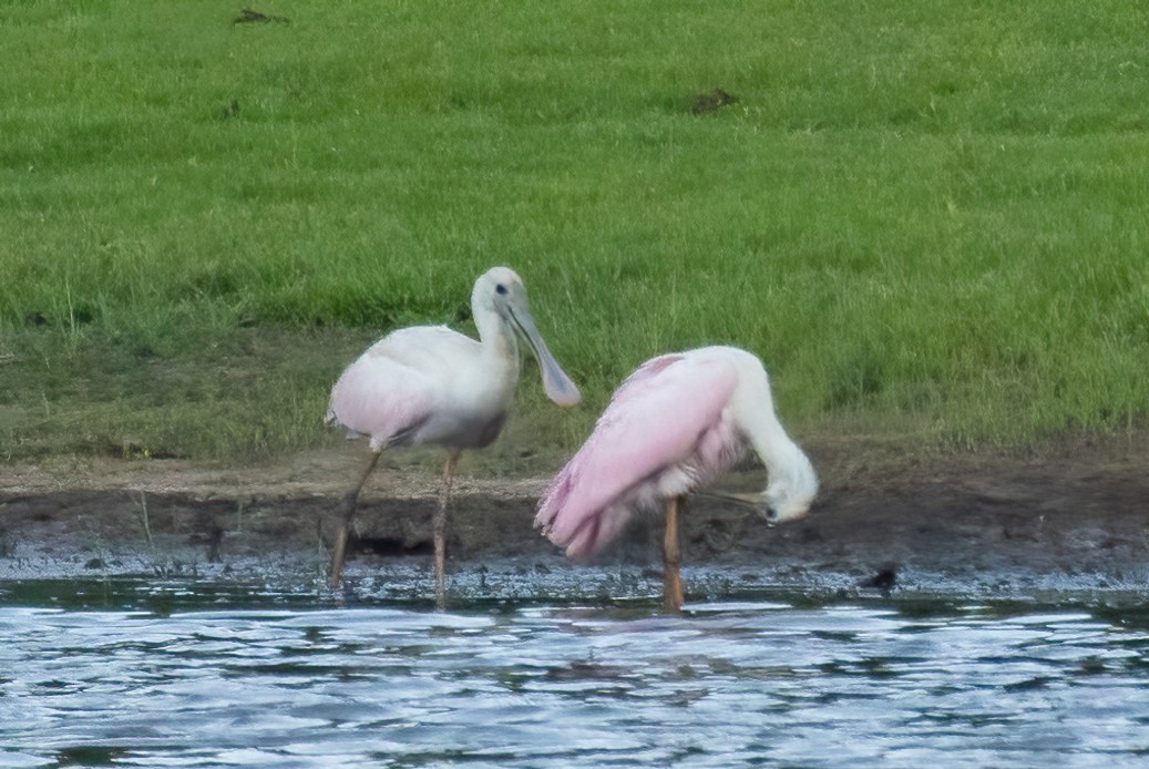 Roseate Spoonbill - ML460607021