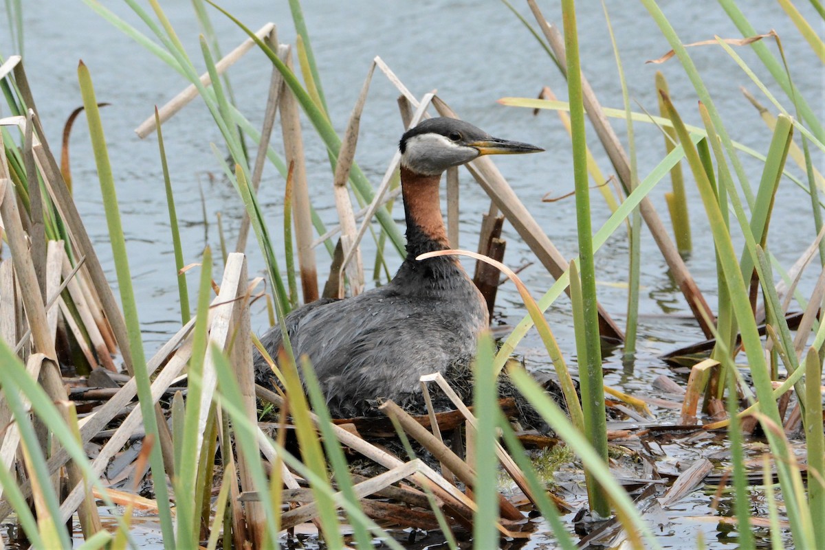 Red-necked Grebe - ML460607351