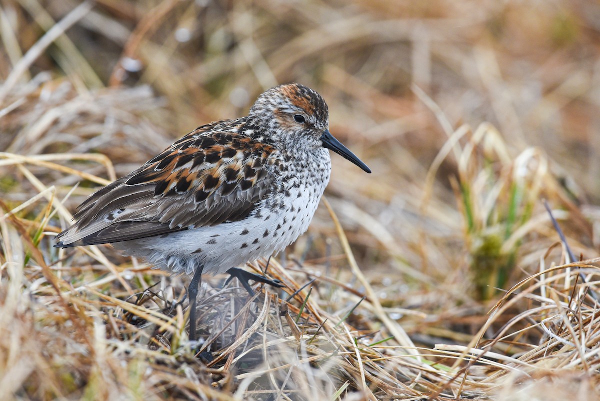 Western Sandpiper - Patrick Maurice