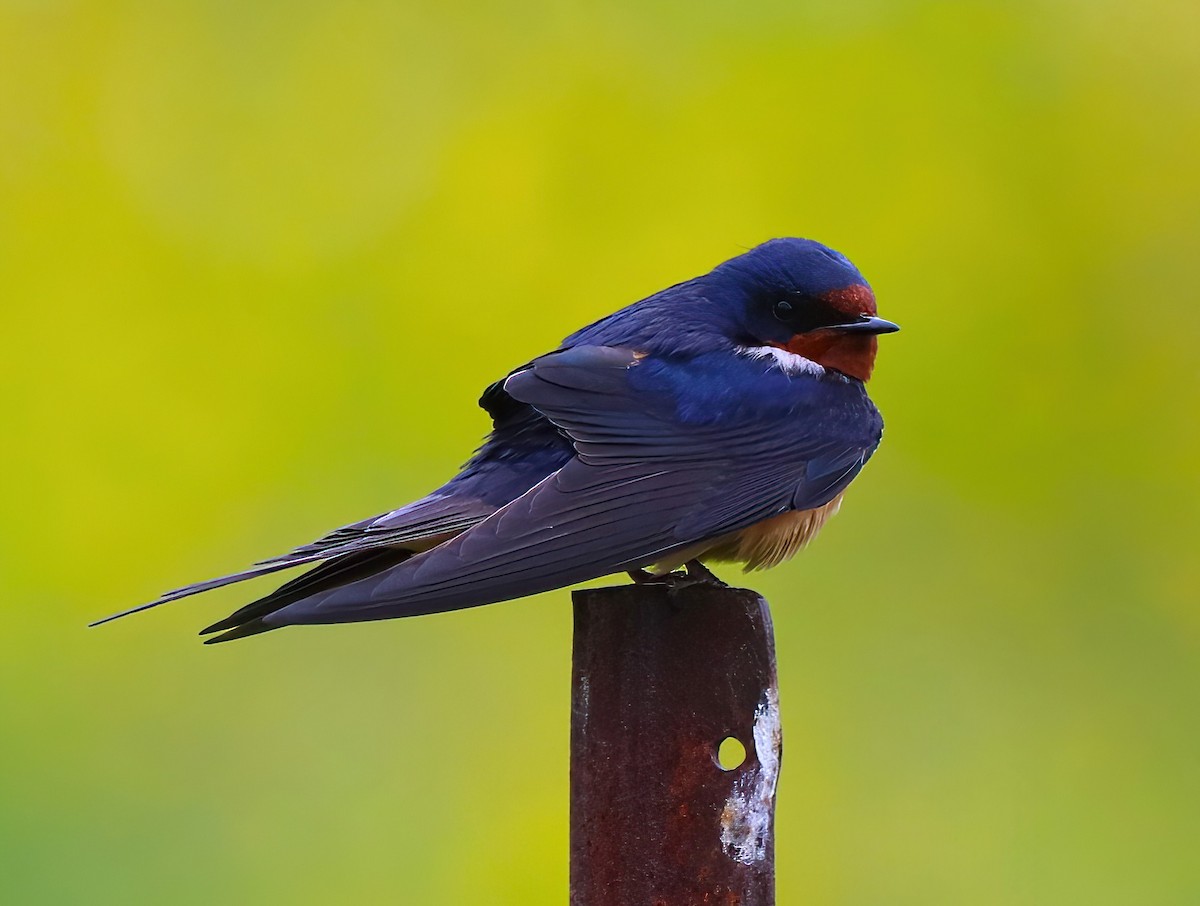 Barn Swallow - ML460607681